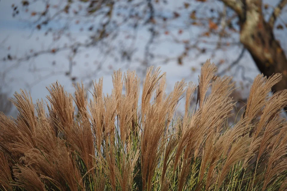 Siergras in herfstkleur voor een boom