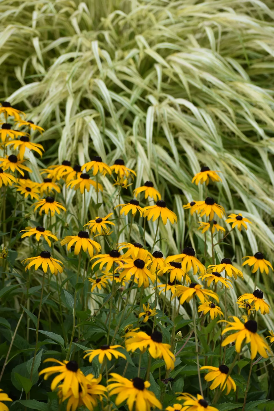 Border met gele rudbeckia en siergras
